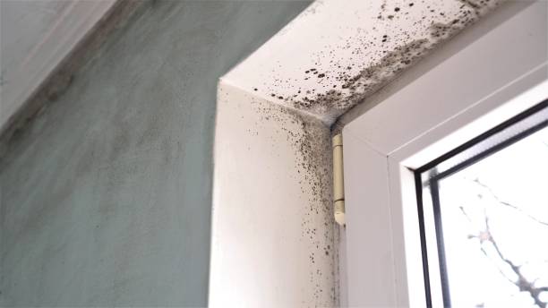 Best Black Mold Removal  in Cologne, MN