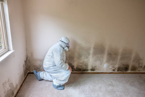 Best Mold Damage Repair  in Cologne, MN