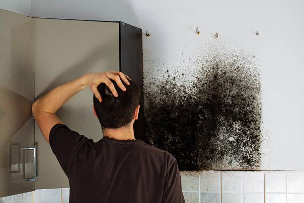 Best Mold Remediation  in Cologne, MN