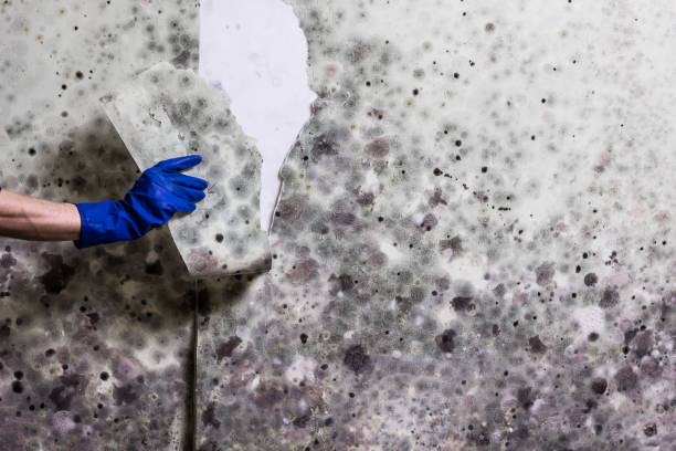 Best Attic Mold Removal  in Cologne, MN